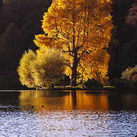 Buy canvas prints of Single Tree at Stourhead Wiltshire by Paul Brewer