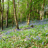 Buy canvas prints of Bluebells at Milton Abbas Woods by Paul Brewer