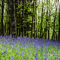 Buy canvas prints of Bluebells at Milton Abbas near Blandford by Paul Brewer