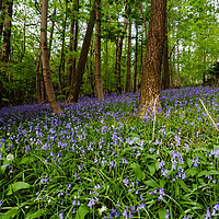 Buy canvas prints of Bluebells in Milton Abbas Woods by Paul Brewer
