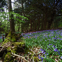 Buy canvas prints of Bluebells at Milton Abbas near Blandford Dorset by Paul Brewer
