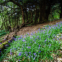 Buy canvas prints of Bluebells in Milton Abbas Wood by Paul Brewer