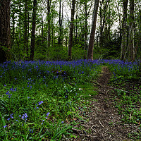 Buy canvas prints of Bluebells in Milton Abbas Woods by Paul Brewer