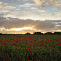 Buy canvas prints of Field of Poppies near Dorchester by Paul Brewer