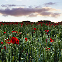 Buy canvas prints of Field of Poppies near Dorchester by Paul Brewer