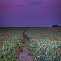Buy canvas prints of Purple sky and field of Poppies near Dorchester by Paul Brewer