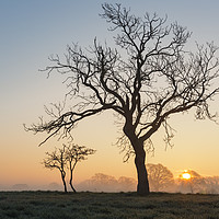 Buy canvas prints of Tree in winter at Sunrise by Paul Brewer