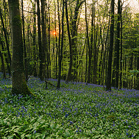 Buy canvas prints of Sunset with Bluebells at Milton Abbas Woods by Paul Brewer