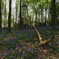 Buy canvas prints of Bluebells at Milton Abbas Woods by Paul Brewer