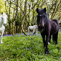 Buy canvas prints of Thorncombe Woods Ponies by Paul Brewer