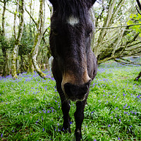 Buy canvas prints of Thorncombe Woods Pony by Paul Brewer
