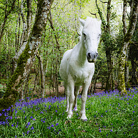 Buy canvas prints of Thorncombe Woods Pony by Paul Brewer