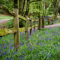 Buy canvas prints of Bluebells in Thorncombe Woods by Paul Brewer