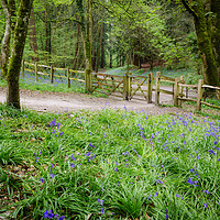 Buy canvas prints of Bluebells in Thorncombe Woods by Paul Brewer