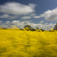 Buy canvas prints of Oil Seed Rape field near Dorchester by Paul Brewer