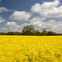 Buy canvas prints of Oil Seed Rape field near to Dorchester by Paul Brewer