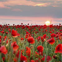 Buy canvas prints of Poppies, Sunset, Dorset by Paul Brewer