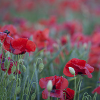 Buy canvas prints of Poppies by Paul Brewer