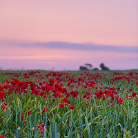 Buy canvas prints of Poppies near Weymouth by Paul Brewer