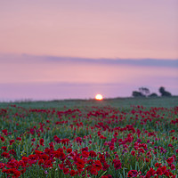 Buy canvas prints of Sunrise over a sea of Red by Paul Brewer
