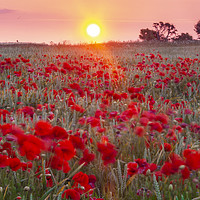 Buy canvas prints of Sunrise over a sea of Poppies  by Paul Brewer