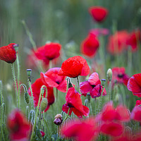 Buy canvas prints of Papaver rhoeas Corn Poppies by Paul Brewer