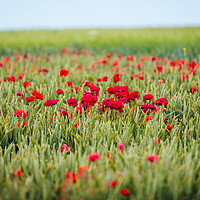 Buy canvas prints of Dorset Poppies by Paul Brewer