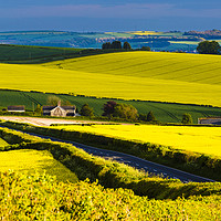 Buy canvas prints of Oil Seed Rape Fields near Dorchester by Paul Brewer