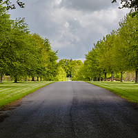 Buy canvas prints of Avenue of trees at Lamer tree by Paul Brewer