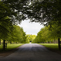 Buy canvas prints of Avenue at Lamer tree by Paul Brewer