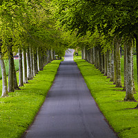 Buy canvas prints of Avenue of Trees ar More Crichel by Paul Brewer