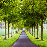 Buy canvas prints of Avenue of Trees ar More Crichel by Paul Brewer