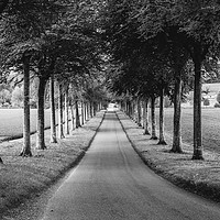 Buy canvas prints of Avenue of Trees ar More Crichel in Clack and White by Paul Brewer