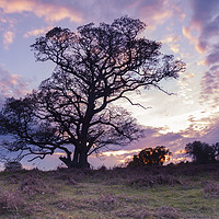 Buy canvas prints of Warmwell Tree by Paul Brewer