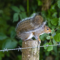 Buy canvas prints of Squirel by Paul Brewer
