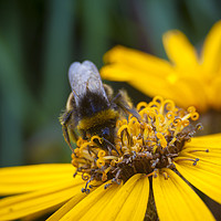 Buy canvas prints of Bee on Yellow by Paul Brewer