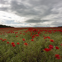 Buy canvas prints of A sea of Red Poppies by Paul Brewer