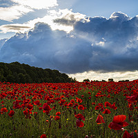 Buy canvas prints of Sea of Poppies  by Paul Brewer