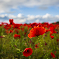 Buy canvas prints of Sea of Poppies  by Paul Brewer