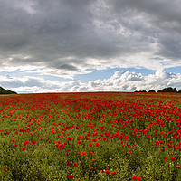 Buy canvas prints of A Sea of Poppies  by Paul Brewer