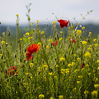 Buy canvas prints of Wild Flowers by Paul Brewer