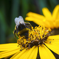 Buy canvas prints of Bee on Helianthus by Paul Brewer