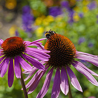 Buy canvas prints of Bumblebee and CONEFLOWER by Paul Brewer