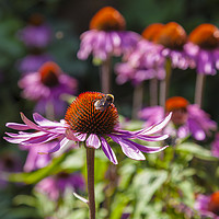 Buy canvas prints of CONEFLOWER by Paul Brewer