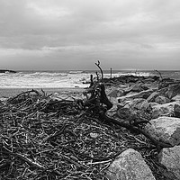 Buy canvas prints of Driftwood  by Paul Brewer