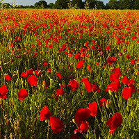 Buy canvas prints of Poppies  by Paul Brewer