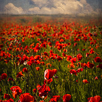 Buy canvas prints of Poppies at Sunset by Paul Brewer