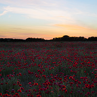 Buy canvas prints of Poppies at Sunset  by Paul Brewer