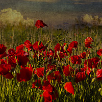 Buy canvas prints of Poppies in Summer by Paul Brewer