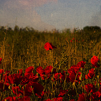 Buy canvas prints of Poppies on a warm summers evening by Paul Brewer